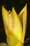 Magnolia 'Black Tulip' RCP4-2006 279.jpg